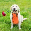 개 의류 애완 동물 옷 빗물 방수 배꼽 앞치마에 앞치마 무지개 옷을 입는다.