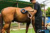 Veteriner Kliniği Kullanın Güvenli ve Etkili PEMF Toynak Tedavisi PMST Döngü PEMF Manyetik Cihazı Atların Rehabilitasyonu ve Tüm Vücut Ağrısı Kazanımı