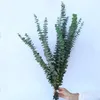Dekorativa blommor bleknar resistenta eukalyptus lämnar 10st naturliga bladgrenar för heminredning som inte är witing gröna växter