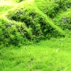 الزهور الزخرفية الاصطناعية مزيفة العشب الطحلب النباتات الخضراء المناظر الطبيعية الصغيرة للحديقة