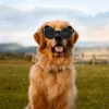 Vêtements pour chiens Lunettes pour animaux de compagnie pour petits chiens Protection solaire en PVC avec ceinture élastique réglable