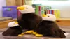 203040 cm realistico uccello sea eagle farcito giocattolo simulazione animale aquila bambola della peluche bambini peluche regalo di compleanno decorazione della casa2760564