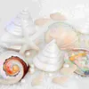 Vaser 100 Shell Conches White Decorative For Home Beach Theme Party Wedding Decor Diy Crafts Tank och Vase Filler