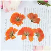 Faux Floral Greenery 12Pcs Dried Flowers Chrysant Natural Pressed Plants For Epoxy Resin Pendant Jewelry Making Craft Diy Nail Art Dh5Ip