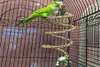 50cm papagaio brinquedo corda trançado papagaio pet mastigar corda budgie poleiro bobina gaiola pássaro cockatiel brinquedo pet aves treinamento acessórios 9578964