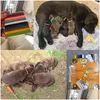 Köpek yakaları 12pcs köpekler Colorf Classic Basit Puppy Yavru Kedi Kimlik Yaka Whel Kimlik Bantları Pet Malzemeleri Damla Teslimat Ho Dhbql