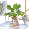 Vases Transparent Glass Hydroponic Flower Vase Creative Crafts Exquisite Aquatic Plant Flowerpot Tabletop Balcony Home Decor