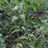 Stöder 10 m 20m 50m växtklättring Vine Net Trädgårdsskydd Net Plant Skydd Bracket Rack de Vinha de Escalada Com Vegetais E Flores
