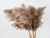 Decorative Flowers Wreaths Center Piece Decor Natural Dried Reed Plants Wedding Flower Bunch Pampas Tableau Grass Decoration Phr4293871