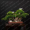 Dekorativa blommor konstgjord hälsning tall bonsai kontor dekoration hall vardagsrum och el hem dekorationer