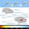 Andere Autolichter 1 Paar 12V H1 55W Halogenlampen gelbes 4300K transparentes Glas AutoscheinwerferL204