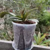 Planters 5st Flower Pot Clear Orchid Planter blomkrukor med 5 brickor Rot andningsbara tillväxtbehållare Garden Plant Pot Cup