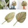 Decorative Flowers 1pc Palm Fan Leaf Dried Flower Window Reception Party Art Wall Hanging