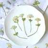 Dekorative Blumen 12PCS Natur gepresste Blumenproben Materialien DIY Tropfkleber Telefonhülle Importierte Fan-Untersetzer Hochzeitskarten-PO-Rahmen