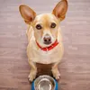 Hundklädknapp Tagga klämmor Metallklipp rostfritt stål krage Tillbehör Zinklegering Katt husdjur ID -namnhållare