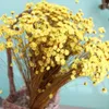 Decorative Flowers 100 Pcs Dried Flower Jelly Home Accents Decor Natural Floral For Decoration