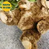 Grizzly Bear Plush Toy Brown Plushie Peluche Lifelike Stuffed Animals Simulation Doll Kawai 240321