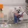 Собака Fun Pet Нож Холдинг Костюм Вечеринка Pet Смертельная Кукла Костюм Собаки с Ножом Ролевой Костюм Хэллоуин Pet Клоун Костюм 240322