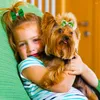 Abbigliamento per cani 100 pezzi Forniture di ST Patrick Pet Hiar Archi Accessori per capelli verdi per gatti piccoli Clip Prodotti per toelettatura