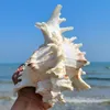 16-23CM Natural Large Conch Shell Kirin Snail Murex Ramosus Shell Collection Gift African Turban Seashell Coral Conch Home Decor 240305