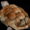 Tortue des Galapagos Anime mignon peluche tortues jouets en peluche animaux réalistes Simulation poupée en peluche Kawai jouet cadeaux 240321