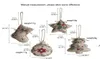 Świąteczne lniane wisiorek wydrukowane małe paski ornamentfivepointed Star Socks Ball Mall Dekoracja ozdoby Zakładka 4487045