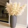 110 - 120 cm Gedroogde donzige Pampas Grasslarge Plumewholesale Boho bruiloft Decornatural Real FlowerHome Decorgarden Decoratie 240321