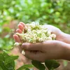 Naturliga jasminknoppar torkad blomma för jasminhuvud rökelse påsar bröllopsljus hartsmycken parfym som gör 100 g/200 g 240321