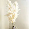 110 - 120 cm Gedroogde donzige Pampas Grasslarge Plumewholesale Boho bruiloft Decornatural Real FlowerHome Decorgarden Decoratie 240321