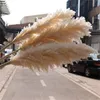 110 - 120 cm Gedroogde donzige Pampas Grasslarge Plumewholesale Boho bruiloft Decornatural Real FlowerHome Decorgarden Decoratie 240321