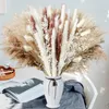 Fiori decorativi Secchi Pampas Erba Decor Canna Decorazione naturale Fattoria Stile Boho Disposizione di nozze Festa a casa