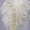 Fleurs séchées décoratives blanches naturelles bouquet bébé souffle à souffle conservé Gypsophile boho vase métier de mariage décoration de salon 240325