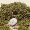 Brinquedos naturais secos musgo hamster cama dustfree hamster estofamento gaiola de hamster paisagismo suprimentos acessórios de hamster