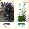 Supports Wholesale Price 100/200/300 PCS Plant Climbing Wall Fixture Clips SelfAdhesive Invisible Vines Hook Support Garden Wall Fixer