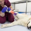 Abbigliamento per cani 6 pezzi Laccio emostatico professionale per gatti Comodo pronto soccorso portatile per animali domestici