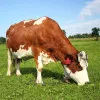 Tagi 1100 bydło do ucha tagi zwierząt hodowlanych bydła aplikator Zwierzę