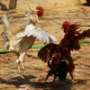 Transporteurs de combat, équipement agricole Durable, lutte contre les volailles, fournitures de poulet utiles