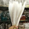 Accessories 1080cm 432inch Natural Sier Pheasant Tail Feathers White Pheasant Feathers for Crafts Wedding Costume Chicken Feathers Plume