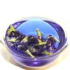 Naturel Clitoria Terna Fleurs séchées Papillon bleu Orchidée Pois Beauté Faire des cocktails DIY Décoration de fête de mariage Théière 240321