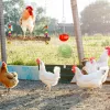 Zubehör Kreatives Hühnerschaukel-Spielzeug-Set Naturholz Bunte Kükenschaukel Heimtierbedarf für Papageienhennen Schaukel-Hühnerstall-Zubehör