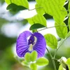 Natural Clitoria Terna torkade blommor blå fjäril orkidé ära skönhet gör cocktails diy bröllopsfest dekoration te potten 240321