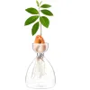 Decorações transparentes vaso de vidro de vidro transparente vaso de vaso de abacate vaso de abacate vaso de abacate para jardinagem amantes de decoração de casa presente de decoração