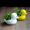 Plantadores bonito pato vaso de cerâmica vaso hidropônico plantador ornamentos mesa decoração para casa jardim pote planta suculenta