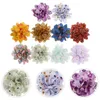 ملابس الكلاب 10 PCS Bow Pet Offics Flower Flowers Twlar Accessories Salting Supplies Lace