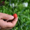 Kits 50M20M DIY Drip Irrigation System Automatic Watering Garden Flowerpot Micro Drip Watering Kits Adjustable Red Drippers