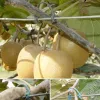 Coperchi da 1000pc pianta in vite fibbia legata kiwi uva di fissaggio di vite clip vegetale fiore fisso a ciglia a gancio di scorrimento delle scorrimento