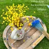 200 шт. Натуральные высушенные цветы бразильские маленькие звезды Daisy Декоративный мини -букет для ромашки Свадебные цветочные композиции Home Decor 240321