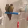 Bon papegoja rack stor fågel baddusch stående plast leksaker husdjur bur tillbehör