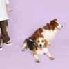 Leashes PVC Waterproof Dog Leash Doubleheaded Pet Rubber Leashes Puppy Outdoor Walk Training Soft 2 Head Waist Traction Rope Crossbody