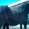 Nosiciele konia brzuch Ochrata ochronna sprzęt Sprzęt na zewnątrz Antimosquito Net Wygodne oddychające przeciwniknikowe Siatka